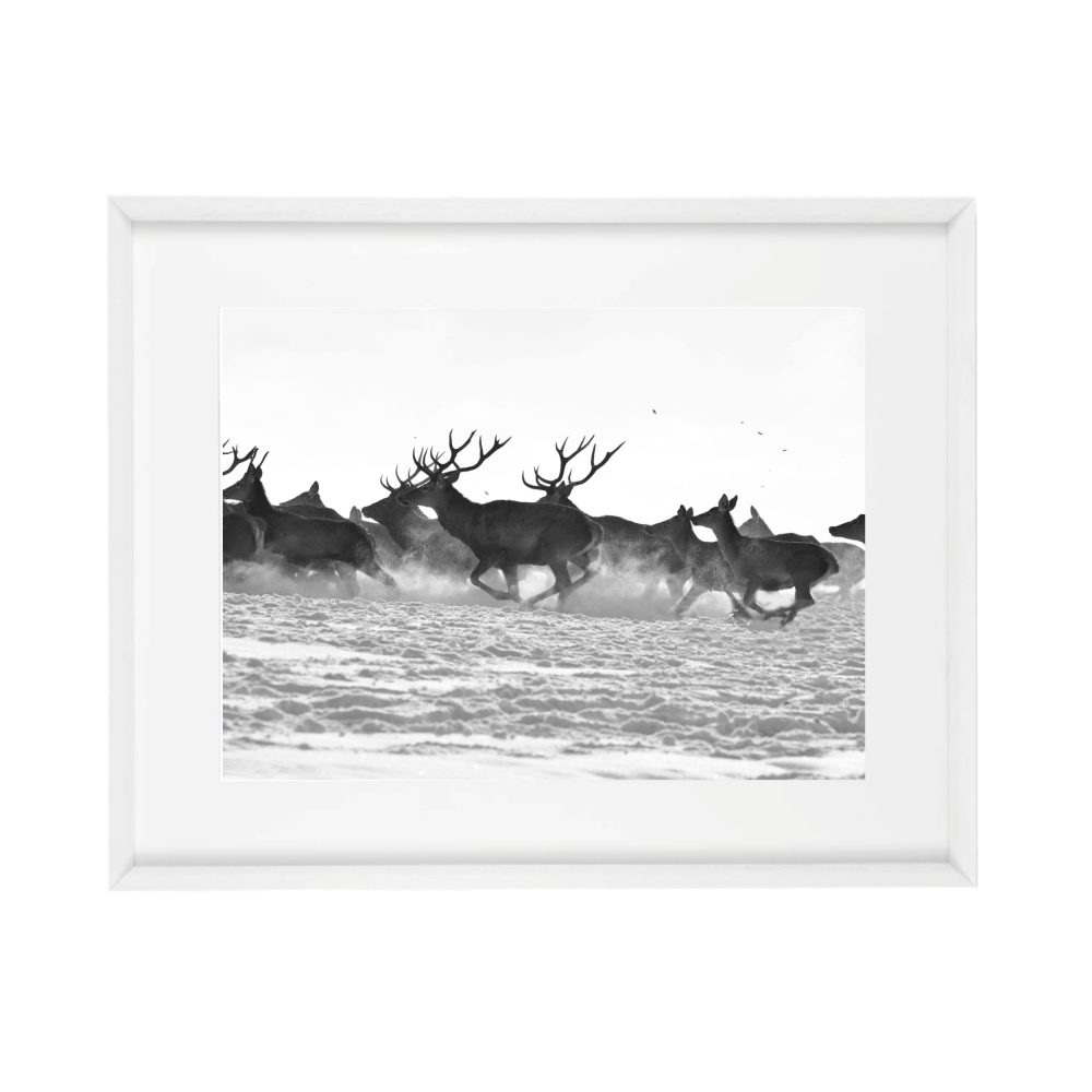 8005 - Image 2