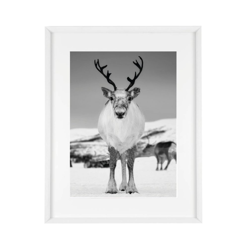 8006 - Image 2
